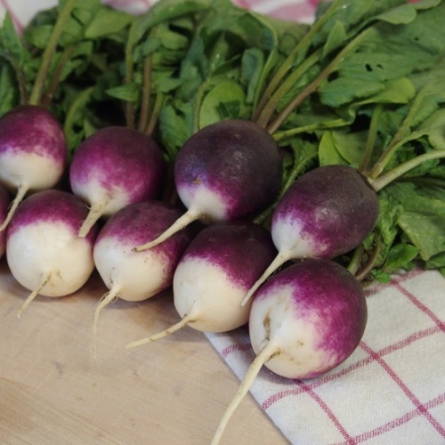 Radish Diana